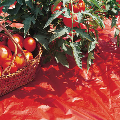 cover tomato plants with plastic Red Plastic Mulch – Ken-Bar