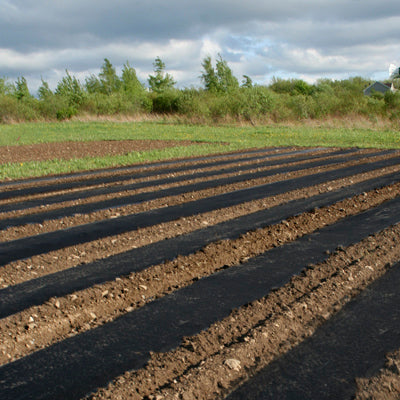 is plastic mulch good for plants Black Plastic Mulch 4FT X 100FT