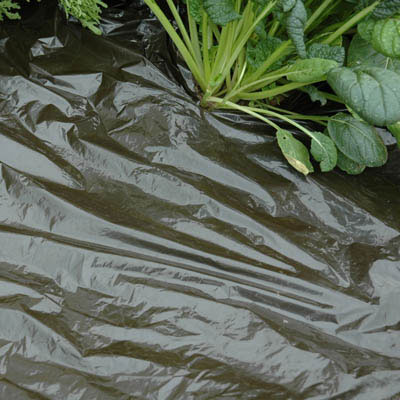 Brown Plastic Mulch