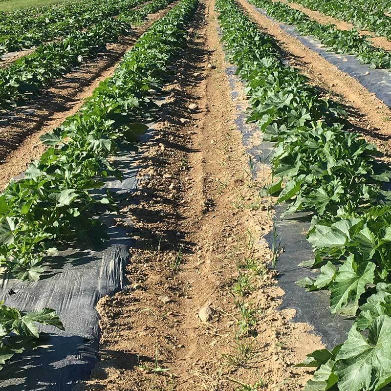 Biodegradable Plastic Mulch