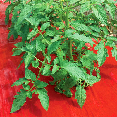 Red Plastic Mulch