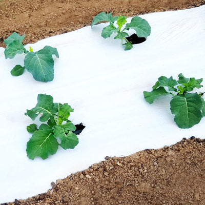 White on Black Plastic Mulch