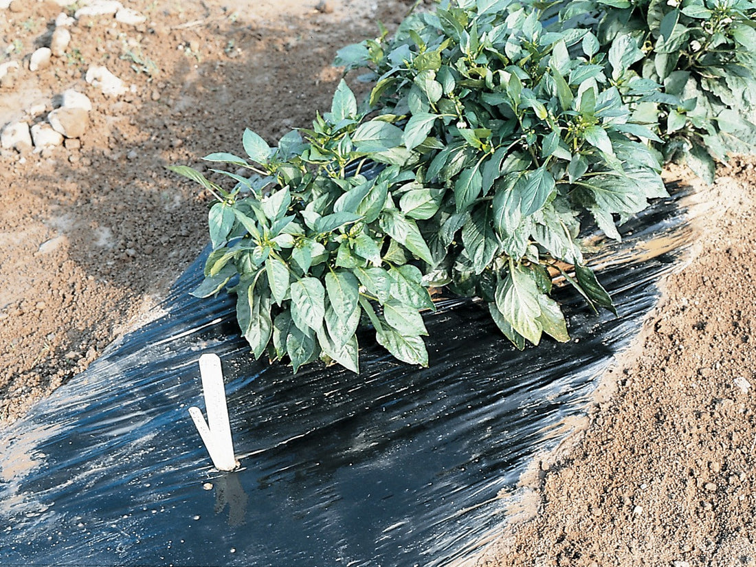 Benefits of Using Plastic Mulch in your Growing Operation