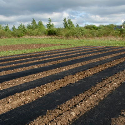 Black Plastic Mulch