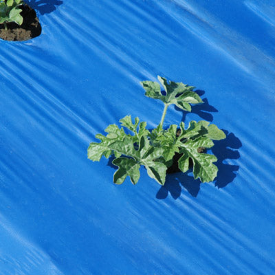 Blue Plastic Mulch