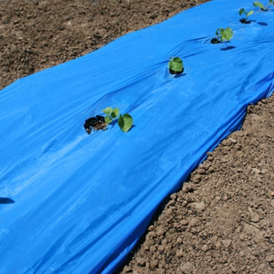 Blue Plastic Mulch