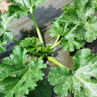 Solar Plastic Mulch